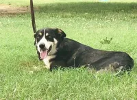 AUDREY - ON SALE!, a male Border Collie for sale in Atoka, OK – Photo 4 of 5