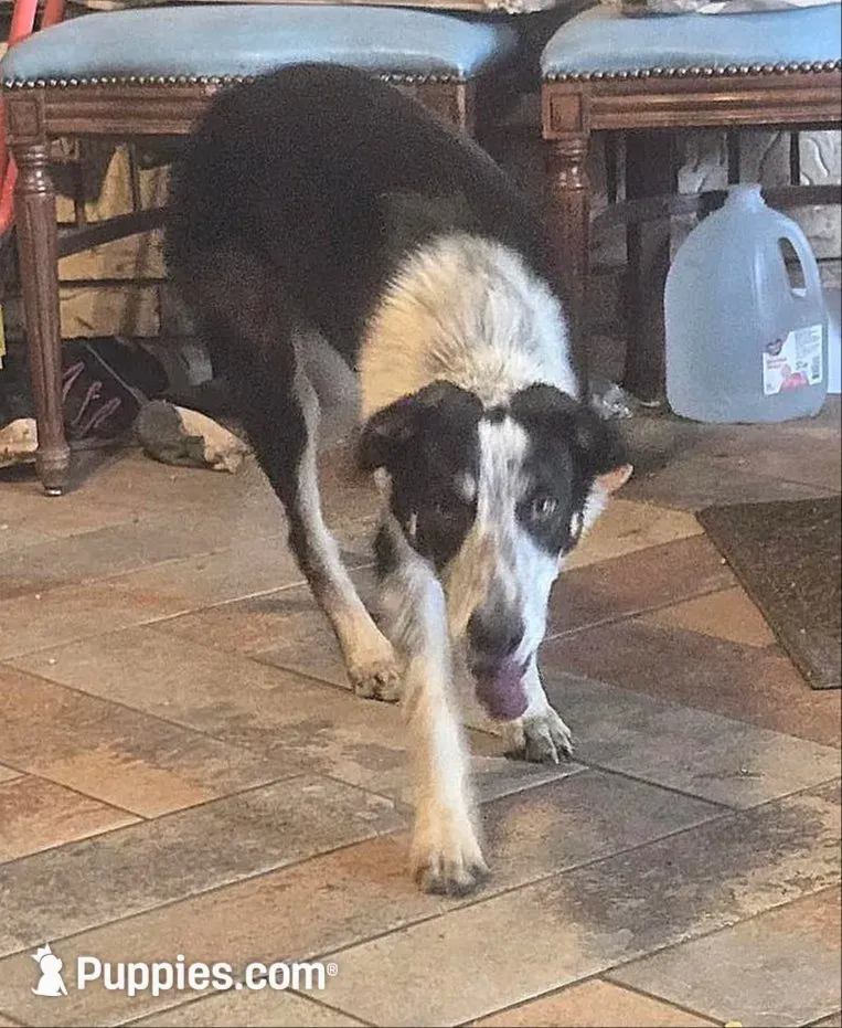 JOHNNY-END OF SUMMER SALE!, a male Border Collie for sale in Atoka, OK – 3 of 5