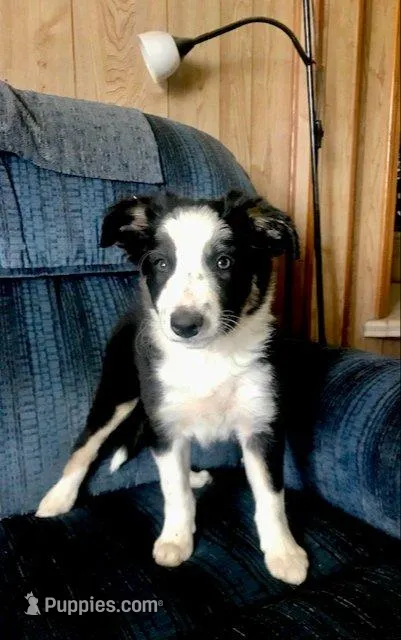 JOY- SALE! – Border Collie puppy for sale in Atoka, OK