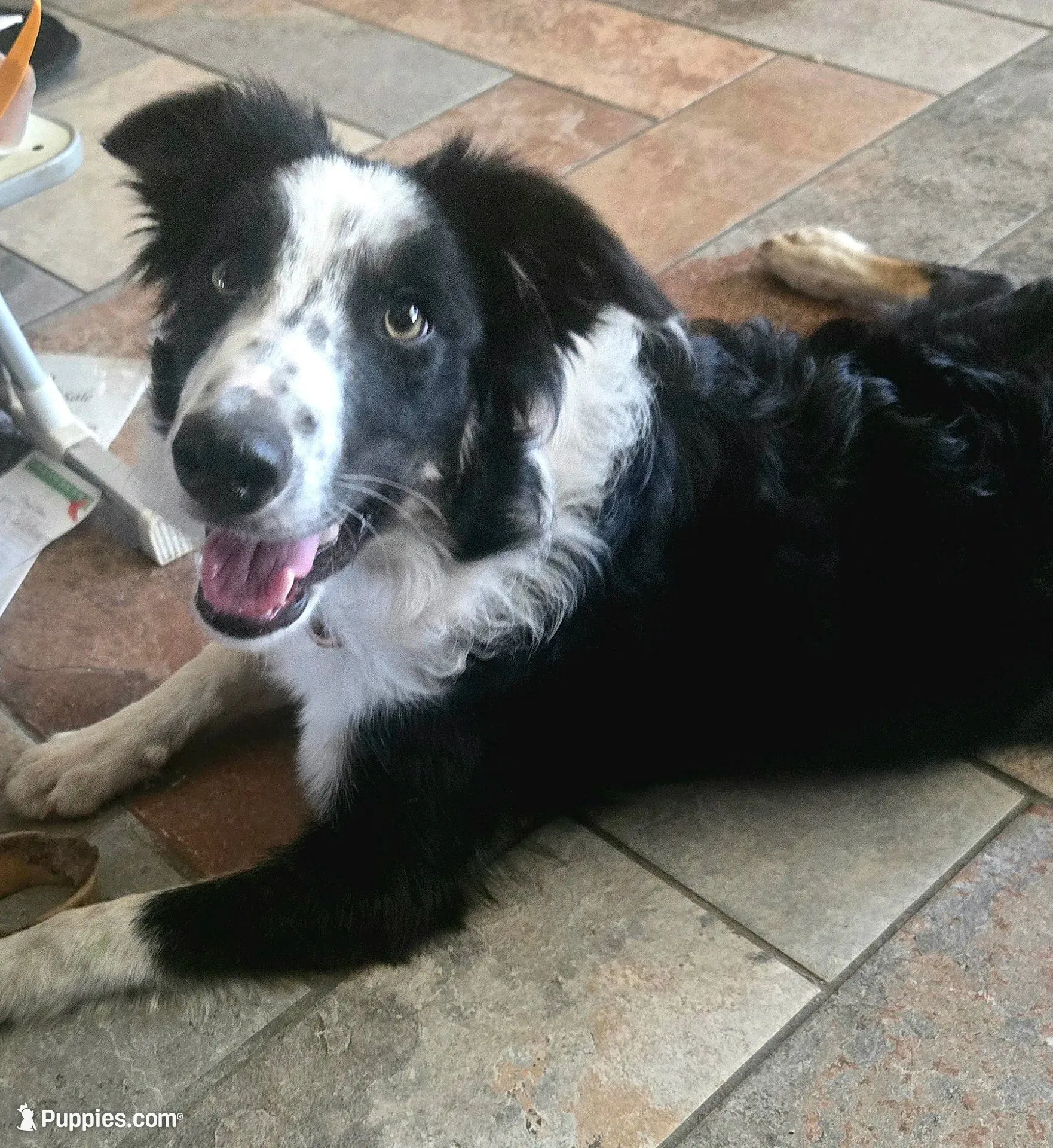 JOY- 4TH OF JULY SALE!, a female Border Collie for sale in Atoka, OK – 3 of 3