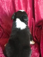 NAN-SALE, a female Border Collie for sale in Atoka, OK – Photo 3 of 5