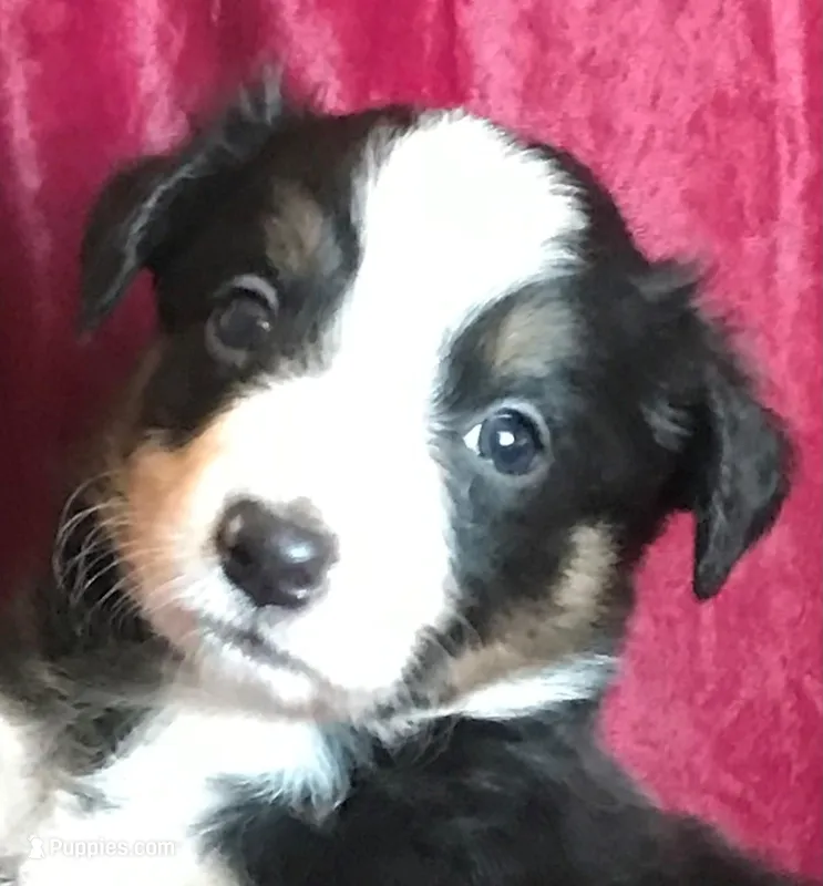 NAN-SALE, a female Border Collie for sale in Atoka, OK – Photo 1 of 5