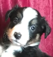 NAN-SALE, a female Border Collie for sale in Atoka, OK – Photo 1 of 5