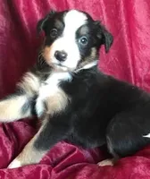 NAN-SALE, a female Border Collie for sale in Atoka, OK – Photo 4 of 5