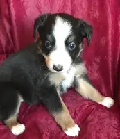 NAN-SALE, a female Border Collie for sale in Atoka, OK – Photo 2 of 5