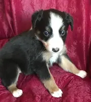 NAN-SALE, a female Border Collie for sale in Atoka, OK – Photo 5 of 5