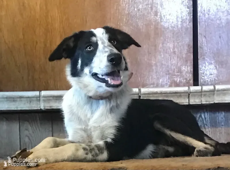 JOHNNY-END OF SUMMER SALE! – Border Collie puppy for sale in Atoka, OK