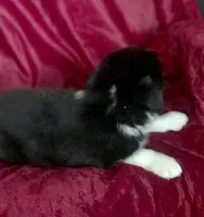 Mary, a female Border Collie for sale in Atoka, OK – Photo 3 of 4