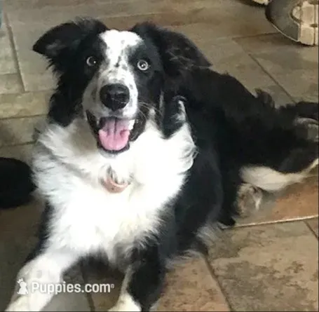 JOY- 4TH OF JULY SALE! – Border Collie puppy for sale in Atoka, OK