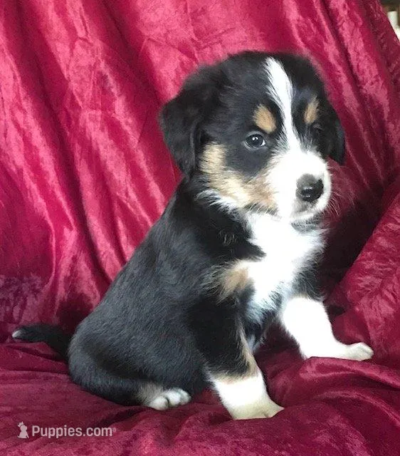 MOLLY - MOTHER'S DAY SALE!, a female Border Collie for sale in Atoka, OK – Photo 5 of 5