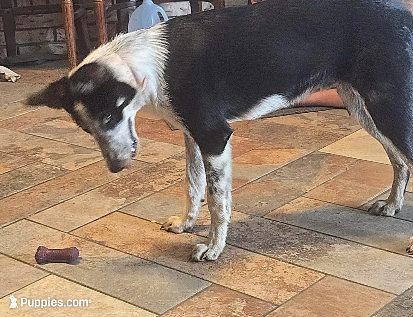 JOHNNY-END OF SUMMER SALE!, a male Border Collie for sale in Atoka, OK – 4 of 5