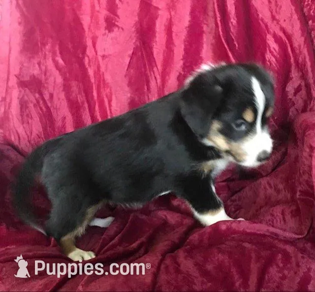MOLLY - MOTHER'S DAY SALE!, a female Border Collie for sale in Atoka, OK – Photo 3 of 5