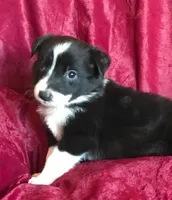 NIKKI-SALE, a female Border Collie for sale in Atoka, OK – Photo 2 of 6