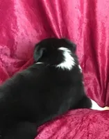 NIKKI-SALE, a female Border Collie for sale in Atoka, OK – Photo 3 of 6