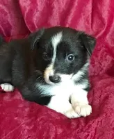 NIKKI-SALE, a female Border Collie for sale in Atoka, OK – Photo 6 of 6