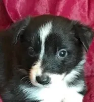 NIKKI-SALE, a female Border Collie for sale in Atoka, OK – Photo 1 of 6