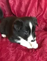 NIKKI-SALE, a female Border Collie for sale in Atoka, OK – Photo 5 of 6