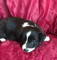 NIKKI-SALE, a female Border Collie for sale in Atoka, OK – Photo 4 of 6