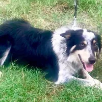 ALEX - ON SALE!, a male Border Collie for sale in Atoka, OK – Photo 2 of 5