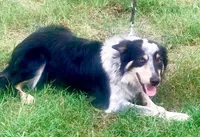 ALEX - ON SALE!, a male Border Collie for sale in Atoka, OK – Photo 2 of 5