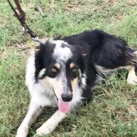 ALEX - ON SALE!, a male Border Collie for sale in Atoka, OK – Photo 4 of 5