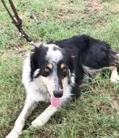 ALEX - ON SALE!, a male Border Collie for sale in Atoka, OK – Photo 4 of 5