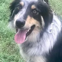 ALEX - ON SALE!, a male Border Collie for sale in Atoka, OK – Photo 5 of 5