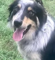 ALEX - ON SALE!, a male Border Collie for sale in Atoka, OK – Photo 5 of 5