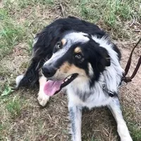 ALEX - ON SALE!, a male Border Collie for sale in Atoka, OK – Photo 3 of 5