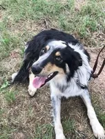 ALEX - ON SALE!, a male Border Collie for sale in Atoka, OK – Photo 3 of 5