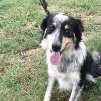 ALEX - ON SALE!, a male Border Collie for sale in Atoka, OK – Photo 1 of 5