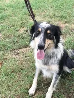 ALEX - ON SALE!, a male Border Collie for sale in Atoka, OK – Photo 1 of 5