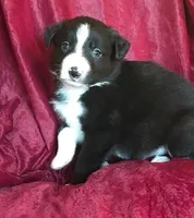 NED-SALE, a male Border Collie for sale in Atoka, OK – Photo 2 of 6