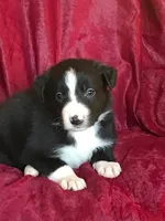 NED-SALE, a male Border Collie for sale in Atoka, OK – Photo 4 of 6