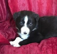 NED-SALE, a male Border Collie for sale in Atoka, OK – Photo 5 of 6