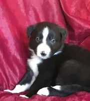 NED-SALE, a male Border Collie for sale in Atoka, OK – Photo 6 of 6