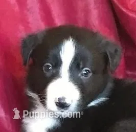 NED-SALE, a male Border Collie for sale in Atoka, OK – Photo 1 of 6