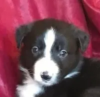 NED-SALE, a male Border Collie for sale in Atoka, OK – Photo 1 of 6