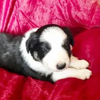 JOY- SALE!, a female Border Collie for sale in Atoka, OK – Photo 2 of 4