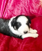 JOY, a female Border Collie for sale in Atoka, OK – Photo 2 of 4