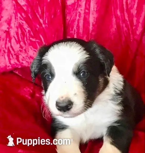 JOY- SALE!, a female Border Collie for sale in Atoka, OK – Photo 2 of 5