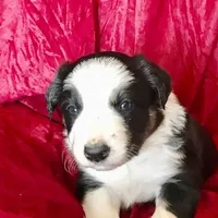 JOY- SALE!, a female Border Collie for sale in Atoka, OK – Photo 4 of 4