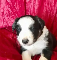 JOY, a female Border Collie for sale in Atoka, OK – Photo 4 of 4