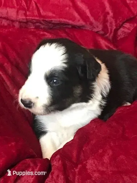 JOY- SALE!, a female Border Collie for sale in Atoka, OK – Photo 4 of 5