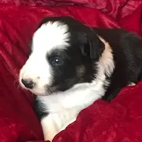 JOY- SALE!, a female Border Collie for sale in Atoka, OK – Photo 3 of 4