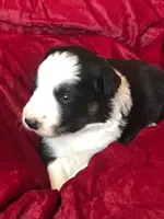 JOY, a female Border Collie for sale in Atoka, OK – Photo 3 of 4