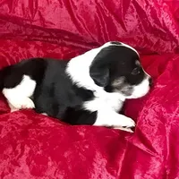 JOY- SALE!, a female Border Collie for sale in Atoka, OK – Photo 1 of 4