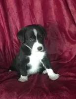 MANNY - MOTHER;S DAY SALE!, a female Border Collie for sale in Atoka, OK – 4 of 5
