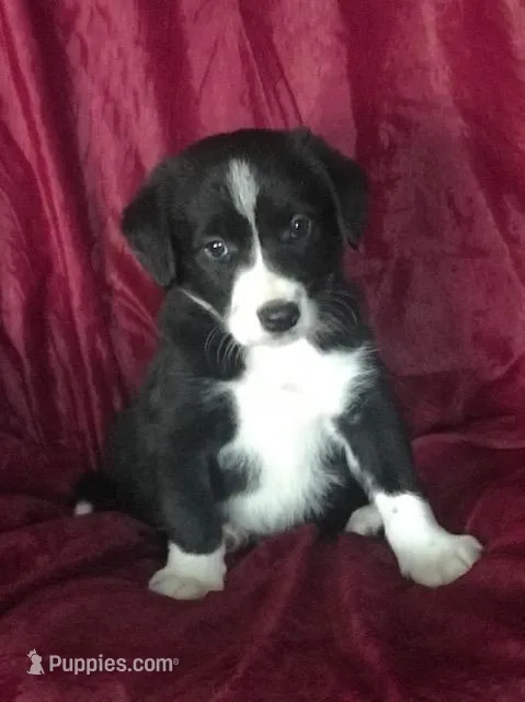 MANNY - MOTHER;S DAY SALE! – Border Collie puppy for sale in Atoka, OK