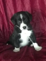 MANNY - MOTHER;S DAY SALE!, a female Border Collie for sale in Atoka, OK – 1 of 5